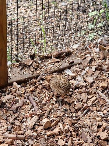 Chinese dwergkwartel hennetjes (natuurbroed) beschikbaar voor biedingen