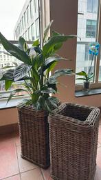 Antiek style wicker 2 plant boxes, Tuin en Terras, Bloembakken en Plantenbakken, Ophalen, Tuin, Minder dan 60 cm, Rond