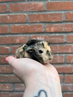 Super knap peruvian cavia beertje🩵, Cavia, Mannelijk, Juli, Tam