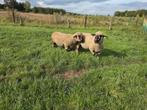 2 stamboek hampshire down fokrammen, Dieren en Toebehoren, Schapen, Geiten en Varkens, Mannelijk, Schaap