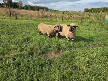 2 stamboek hampshire down fokrammen beschikbaar voor biedingen