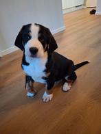 Grote Zwitserse Sennen reutje, Ophalen