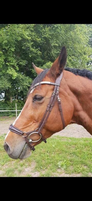 Prachtig bruin Equibridle anatomisch hoofdstel full beschikbaar voor biedingen