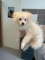 Pomeriaan pup reutje wit, zie omschrijving, Dieren en Toebehoren, Rabiës (hondsdolheid), 8 tot 15 weken, Eén hond, Nederland