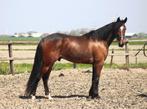 superleuke 4 jarige draver ruin, Dieren en Toebehoren, Paarden, Gechipt, Ruin, Niet van toepassing, 3 tot 6 jaar