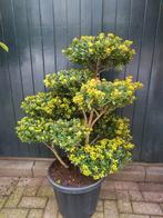 Ilex pon pon zeer mooi vertakt, Tuin en Terras, Planten | Tuinplanten, Ophalen of Verzenden, Overige soorten, Volle zon