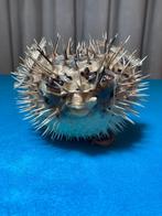 Opgezette kogelvis, Verzamelen, Ophalen of Verzenden, Zo goed als nieuw, Overige soorten, Opgezet dier