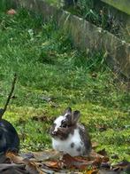 Konijnen gratis, gratis konijnen, Dieren en Toebehoren, Konijnen, Vrouwelijk, Middelgroot, 0 tot 2 jaar