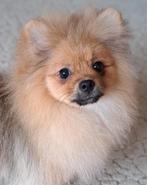 Pomeranian Spitz pups, CDV (hondenziekte), 8 tot 15 weken, Eén hond, Nederland