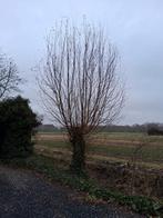 Wilgentenen gratis. Zelf knotten., Ophalen, Volle zon, Overige soorten