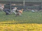 Div jongen beahma kuikens en kruising, Dieren en Toebehoren, Pluimvee, Geslacht onbekend, Kip
