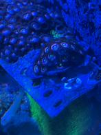 Lord of the rings zoas, Vis