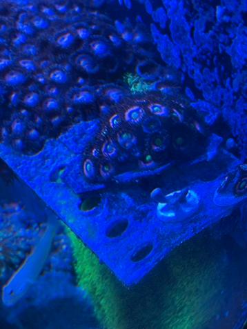 Lord of the rings zoas beschikbaar voor biedingen