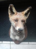 Mooi professioneel opgezette vossekop, Januari, Mannelijk