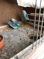 Jonge grasparkieten, Dieren en Toebehoren, Meerdere dieren, Parkiet