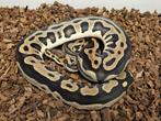 Koppel Leopard het Desert ghost het clown phet amur, Slang, 0 tot 2 jaar