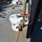 Boerderij kittens, Meerdere dieren, Kortharig, 0 tot 2 jaar