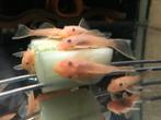 Jonge L144 van me kweekgroep, kweekkoppel, ook losse mannen, Vis, Zoetwatervis