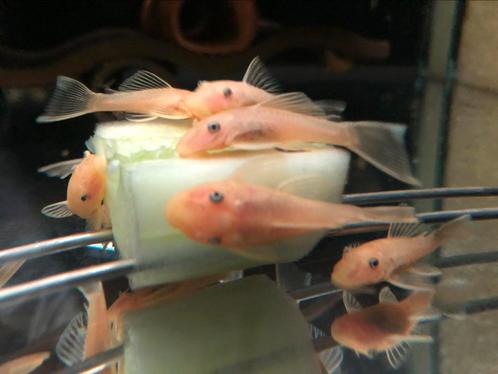 Jonge L144 van me kweekgroep, kweekkoppel, ook losse mannen, Dieren en Toebehoren, Vissen | Aquariumvissen, Zoetwatervis, Vis