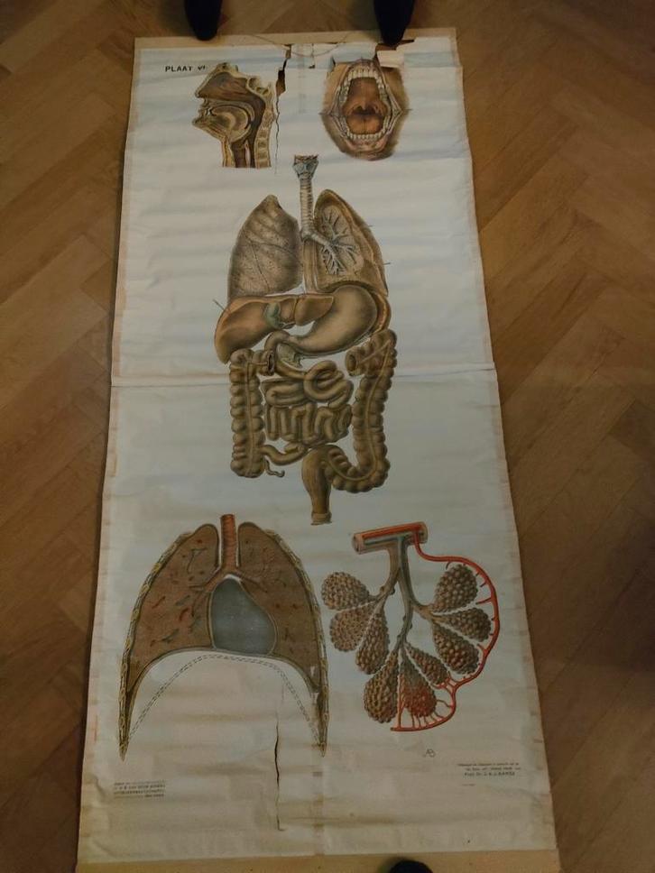 Vintage Schoolplaat - Anatomie, Antiek en Kunst, Antiek | Schoolplaten, Natuur en Biologie, Ophalen of Verzenden