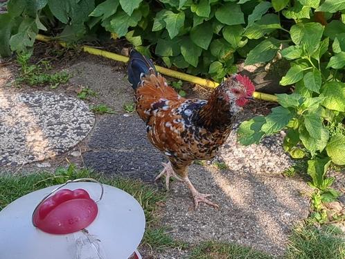 Spikkel is leuk, Dieren en Toebehoren, Pluimvee, Kip, Mannelijk