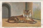 Koningstijger - Artis, Ophalen of Verzenden, Voor 1920, Gelopen, Wild dier