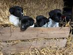 Friese stabij pups te koop, Overige rassen, 8 tot 15 weken, Meerdere, Meerdere dieren