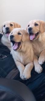 Te koop Prachtige Labrador pups, Particulier, Rabiës (hondsdolheid), Meerdere, 8 tot 15 weken