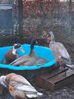 Leuke groep loopeenden, Mannelijk, Eend