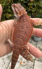 Rode baardagaam man, Dieren en Toebehoren, Reptielen en Amfibieën, Hagedis, 0 tot 2 jaar