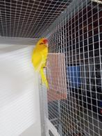 Geel rood kop kakariki., Dieren en Toebehoren, Vogels | Parkieten en Papegaaien, Mannelijk, Parkiet