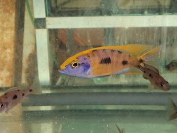 Otopharynx sulphur head beschikbaar voor biedingen