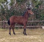 Ilegro x Dreamboy jaarling hengst, Minder dan 160 cm, Niet van toepassing, Dressuurpaard, 0 tot 2 jaar