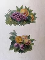 Gravure uit 1806 met fruit, Ophalen of Verzenden