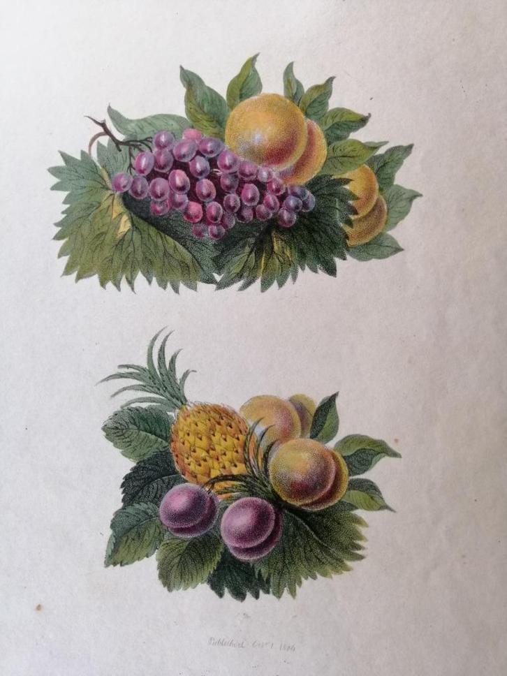 Gravure uit 1806 met fruit, Antiek en Kunst, Kunst | Etsen en Gravures, Ophalen of Verzenden