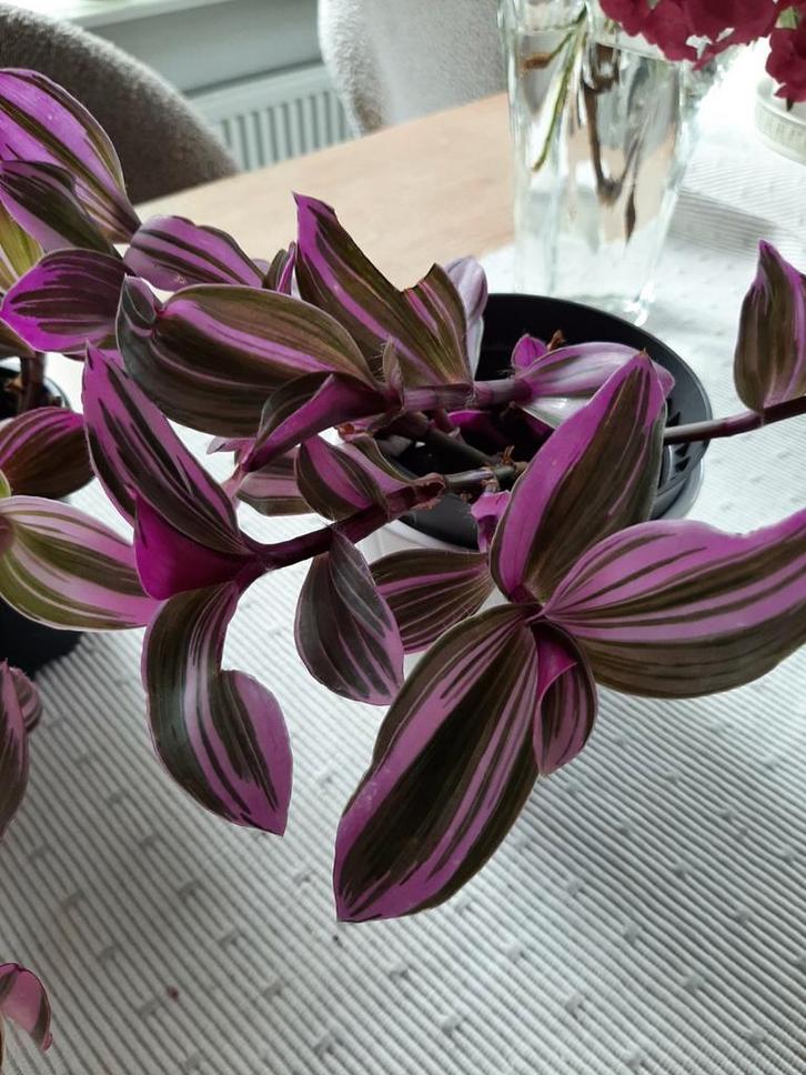 Tradescantia Nanouk, Huis en Inrichting, Kamerplanten, Minder dan 100 cm, Halfschaduw, Ophalen of Verzenden