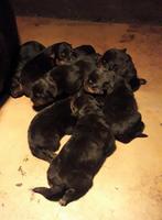 Rottweiler pups, België, Particulier, Overige rassen, CDV (hondenziekte)