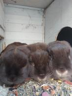 Lieve dwergkonijnen, Dieren en Toebehoren, Konijnen, Vrouwelijk, Groot