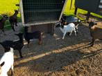 Mooie gekleurde dwerggeiten, Dieren en Toebehoren, Schapen, Geiten en Varkens, Vrouwelijk, Geit, 0 tot 2 jaar