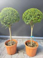 2 ligustrum  delavayanum bollen op stam, In pot, Halfschaduw, Zomer, Bolboom