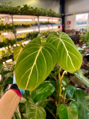 Philodendron Gloriosum p12 - Zeldzame kamerplant beschikbaar voor biedingen