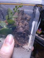 Holconia Immanis slings, Dieren en Toebehoren, Insecten en Spinnen, Spin of Schorpioen