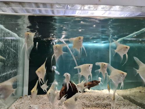 Gouden maanvissen, Pterophyllum Scalare Gold, Dieren en Toebehoren, Vissen | Aquariumvissen, Zoetwatervis, Vis