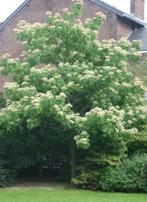 Tetradium daniellii-echte bijenboom MET BLOEI voor imkers!!, Tuin en Terras, Ophalen of Verzenden