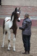 Super mooie en vooral lieve merrie!!!, Dieren en Toebehoren, Paarden, Merrie, Minder dan 160 cm, Niet van toepassing, 0 tot 2 jaar