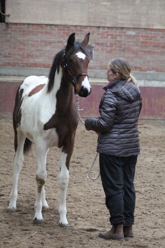 Super mooie en vooral lieve merrie!!!, Dieren en Toebehoren, Paarden, Merrie, Niet van toepassing, Minder dan 160 cm, 0 tot 2 jaar
