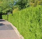 Coniferen haagplanten Thuja Occ Brabant, Ophalen, Conifeer, 100 tot 250 cm