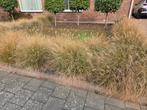 Lampepoetsergras Pennisetum- Siergras voor uw tuin 30 stuks, Tuin en Terras, Planten | Tuinplanten, Ophalen, Siergrassen, Halfschaduw