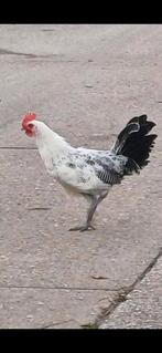 Jonge Friese hoen haantjes., Dieren en Toebehoren, Pluimvee, Mannelijk, Kip