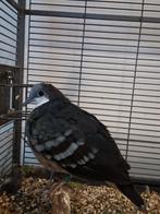 Dolksteekduif, Dieren en Toebehoren, Vogels | Duiven, Mannelijk